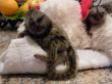 Loving Finger Marmoset Monkeys for sale   in Doha Qatar