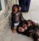Healthy Chimpanzee Monkeys for Sale   in Doha Qatar