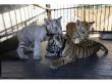 Male and Female Tigers, Cheetah Cubs For Sale   in Doha Qatar