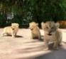 Adorable Lion Cubs for sale   in Doha Qatar