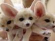 Lovely Registered Fennec fox for sale   in Doha Qatar
