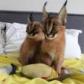 playful Caracal Kittens for Sale   in Doha Qatar